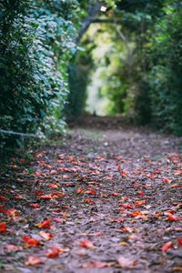 flower walk