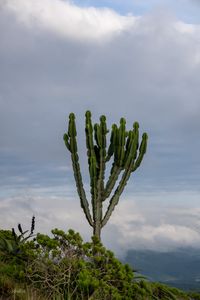 lonely cactus