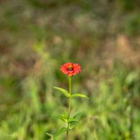 red flower