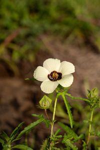 white flower