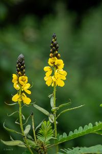 yellow flower